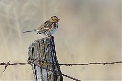 Harris's Sparrow